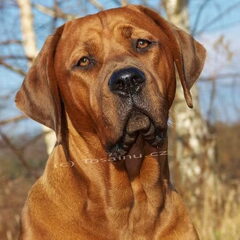 Diamant severu tosa inu kennel