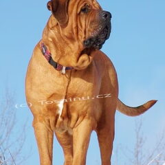 Diamant severu tosa inu kennel