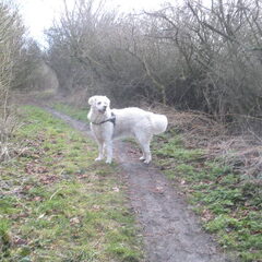 Kuvasz of Corienos Home