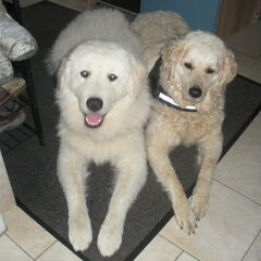 Kuvasz of Corienos Home