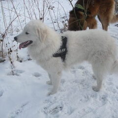 Kuvasz of Corienos Home