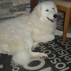 Kuvasz of Corienos Home