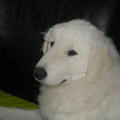 Kuvasz of Corienos Home