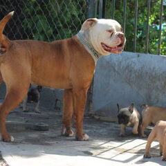 Bulls of Crown (Hongarije) (voorheen in Nederland)