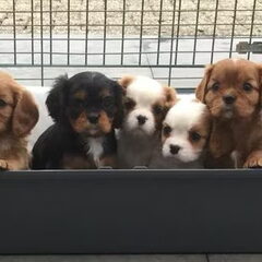 Nelly's Cavaliers