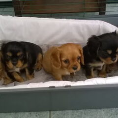 Nelly's Cavaliers