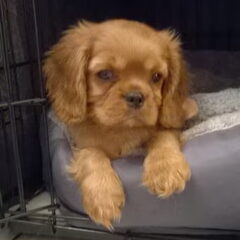 Nelly's Cavaliers