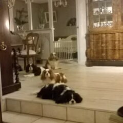 Nelly's Cavaliers