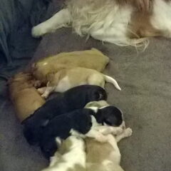 Nelly's Cavaliers