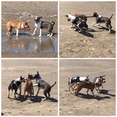 Dirk's Amstaff