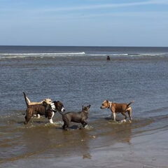 Dirk's Amstaff