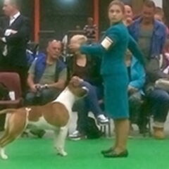 Dirk's Amstaff