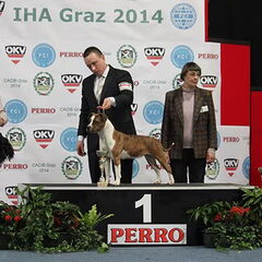 Dirk's Amstaff
