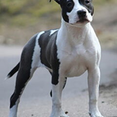 Dirk's Amstaff