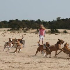 Dirk's Amstaff
