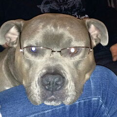 Dirk's Amstaff