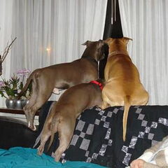 Dirk's Amstaff