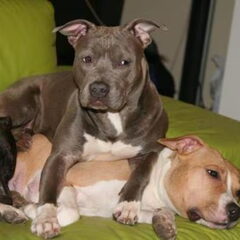 Dirk's Amstaff