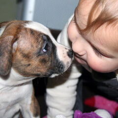 Dirk's Amstaff