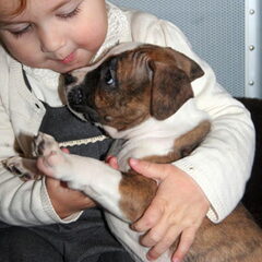 Dirk's Amstaff