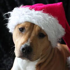 Dirk's Amstaff