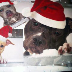 Dirk's Amstaff