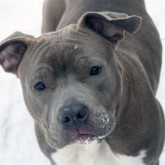 Dirk's Amstaff