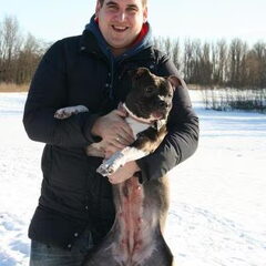 Dirk's Amstaff