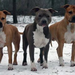 Dirk's Amstaff