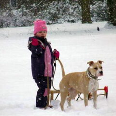 Dirk's Amstaff