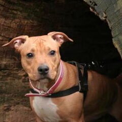 Dirk's Amstaff