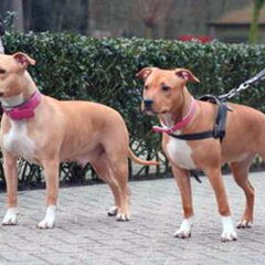 Dirk's Amstaff
