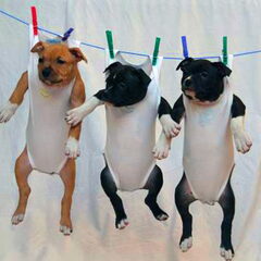 Dirk's Amstaff