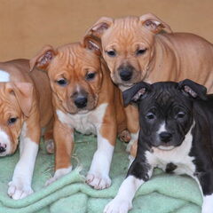 Dirk's Amstaff