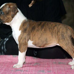 Dirk's Amstaff