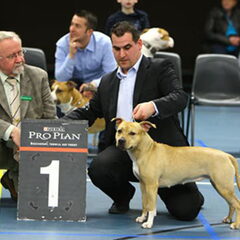 Dirk's Amstaff
