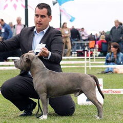 Dirk's Amstaff