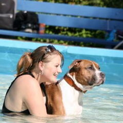 Dirk's Amstaff