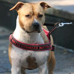 Dirk's Amstaff