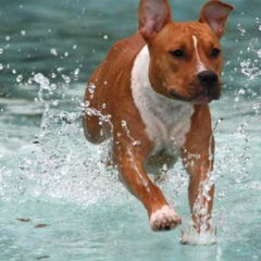 Dirk's Amstaff