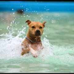 Dirk's Amstaff