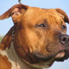 Dirk's Amstaff