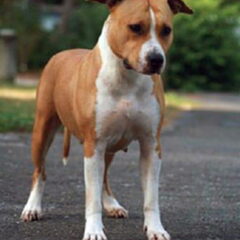 Dirk's Amstaff