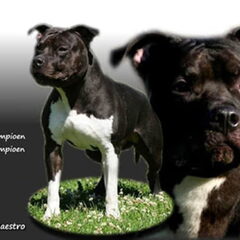 Dirk's Amstaff