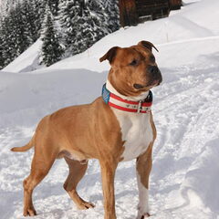 Dirk's Amstaff