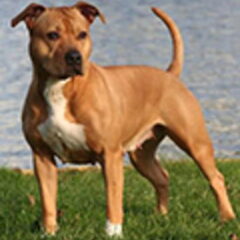 Dirk's Amstaff
