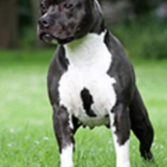 Dirk's Amstaff