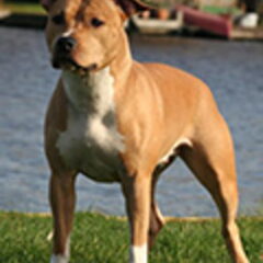 Dirk's Amstaff