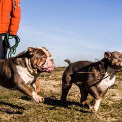 RebelBullys