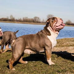 RebelBullys